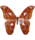 SATURNIIDAE