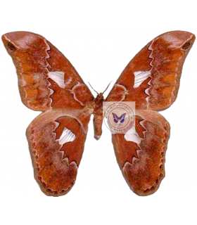 SATURNIIDAE