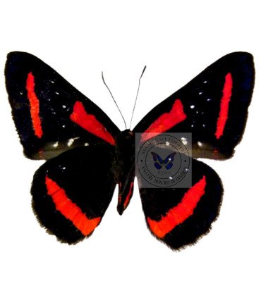 Riodinidae Amarynthis Meneria