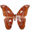 Rothschildia orizaba peruviana