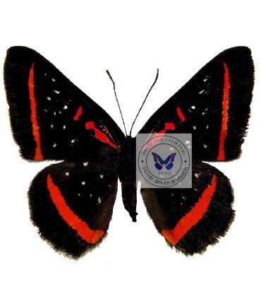 Riodinidae Amarynthis Meneria