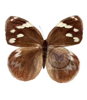 Brassolidae   Dynastor darius