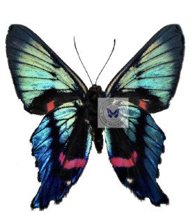 Riodinidae Ancycluris auleste