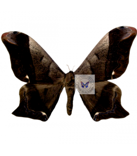 SATURNIIDAE2