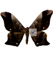 Arsenura albopicta A.1/A.1-