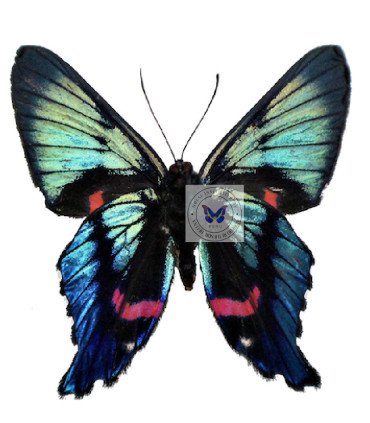 Riodinidae Ancycluris auleste