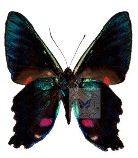 Riodinidae Ancycluris melibeous eudameaon