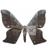 SATURNIIDAE2