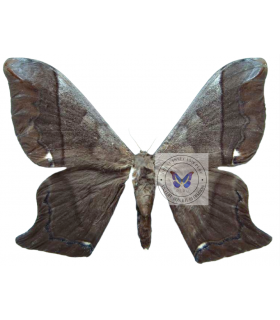 SATURNIIDAE2