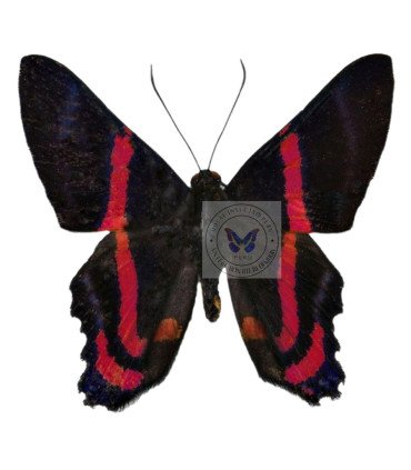 Riodinidae Ancycluris etias