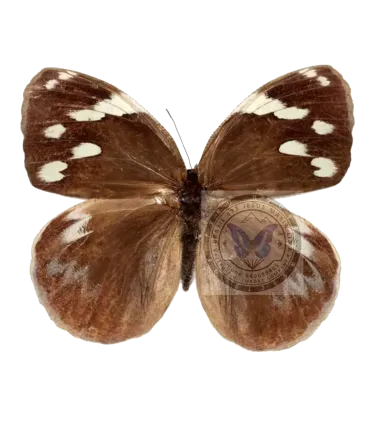 Brassolidae   Dynastor darius