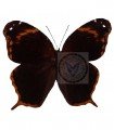 Opoptera arsippe arsippe