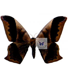 SATURNIIDAE2
