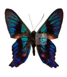 Riodinidae Ancycluris  Inca Huascar