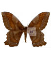 Arsenura batesii A.1/A.1-