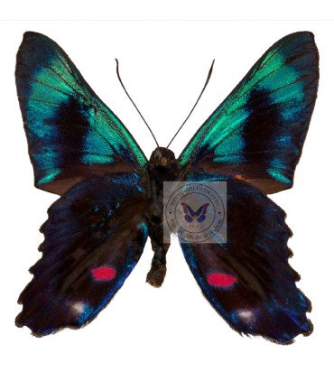 Riodinidae Ancycluris Melior