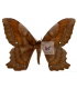 SATURNIIDAE2