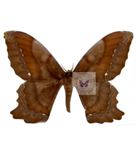 SATURNIIDAE2