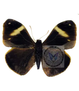 Brassolidae   Dynastor macrosirus stix