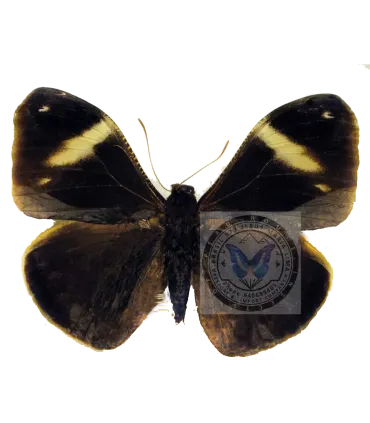 Brassolidae   Dynastor macrosirus stix