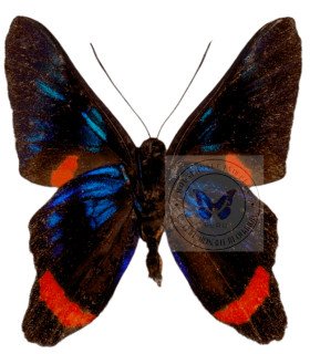 Riodinidae Ancycluris Mira