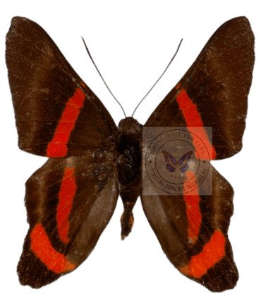 Riodinidae Ancycluris Mira