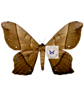 SATURNIIDAE2