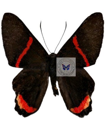 Riodinidae Ancycluris mira thaumasia