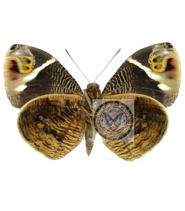 Brassolidae   Dynastor macrosirus stix