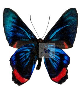 Riodinidae Ancycluris mira thaumasia