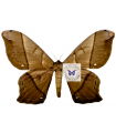 Arsenura Ciocolatina A.1-