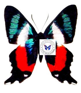 Ridonidae Ancycluris formisissima venerabilis