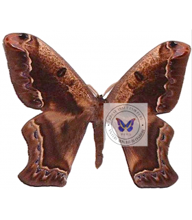 SATURNIIDAE2
