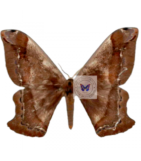 SATURNIIDAE2