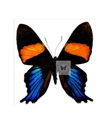 Riodinidae Ancycluris inca miranda