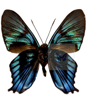 Riodinidae Ancycluris inca miranda