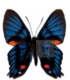 Ridonidae Ancycluris inca fomosa