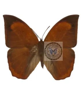 Brassolidae Narope anartes