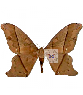 SATURNIIDAE2