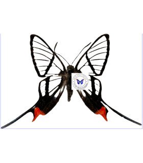 Riodinidae Chorinea Amazon