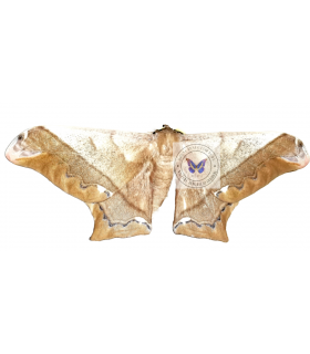 SATURNIIDAE2