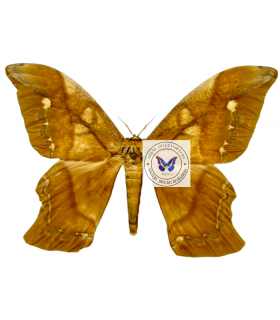 saturniidae2