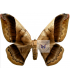 SATURNIIDAE2