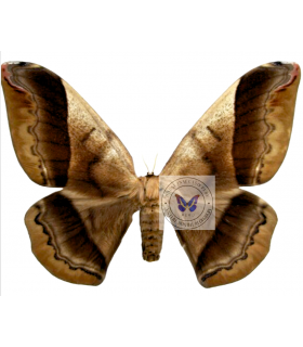 SATURNIIDAE2