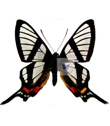 Chorinea sylphina A.1/A.1-