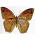 BRASSOLIDAE