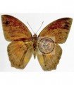 Narope cyballarus