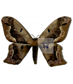 SATURNIIDAE2