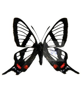 Riodinidae Chorinea batessi  faunus