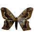 SATURNIIDAE2
